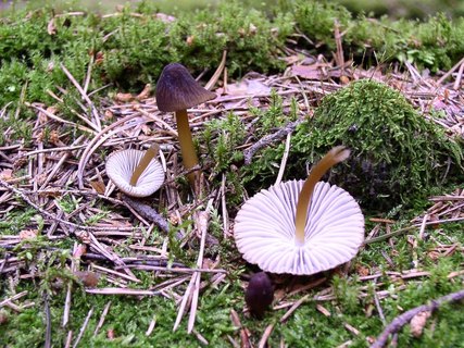 Mycena inclinata