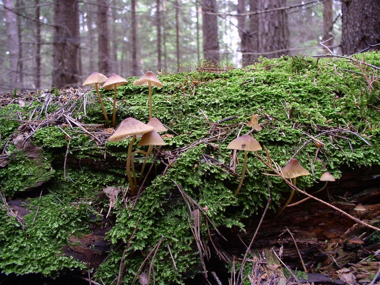 Mycena inclinata