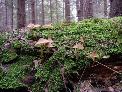Mycena inclinata