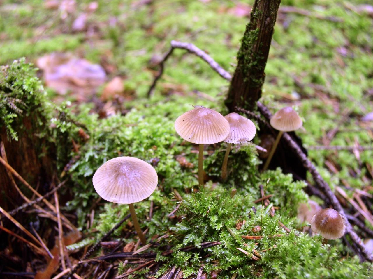 Mycena inclinata