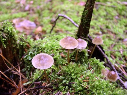 Mycena inclinata