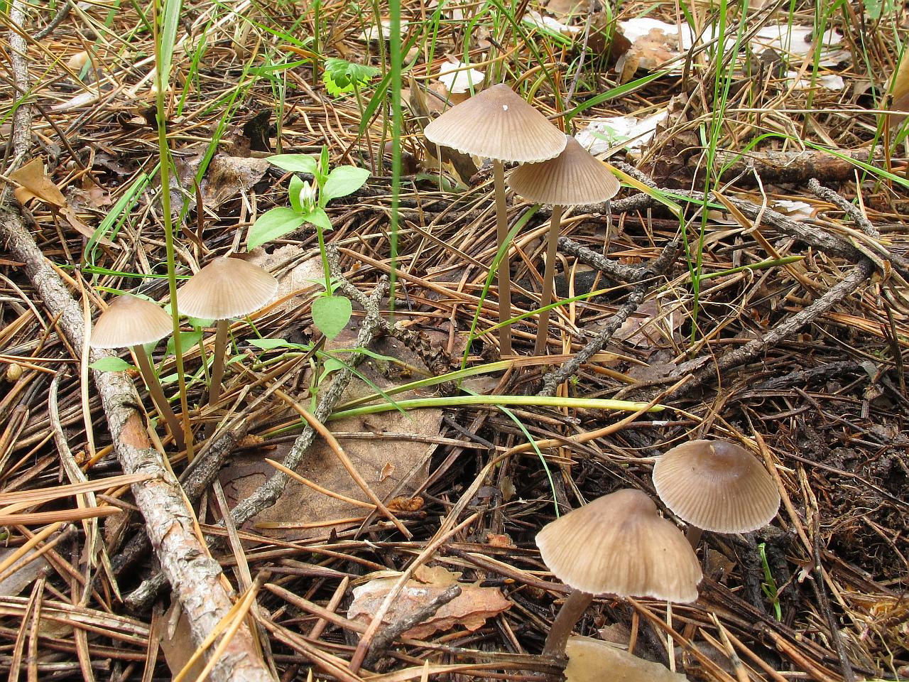 Mycena leptocephala