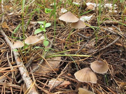 Mycena leptocephala