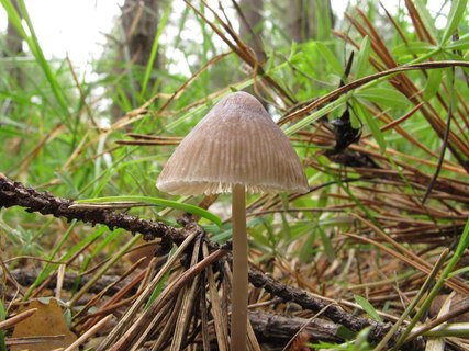 Mycena leptocephala