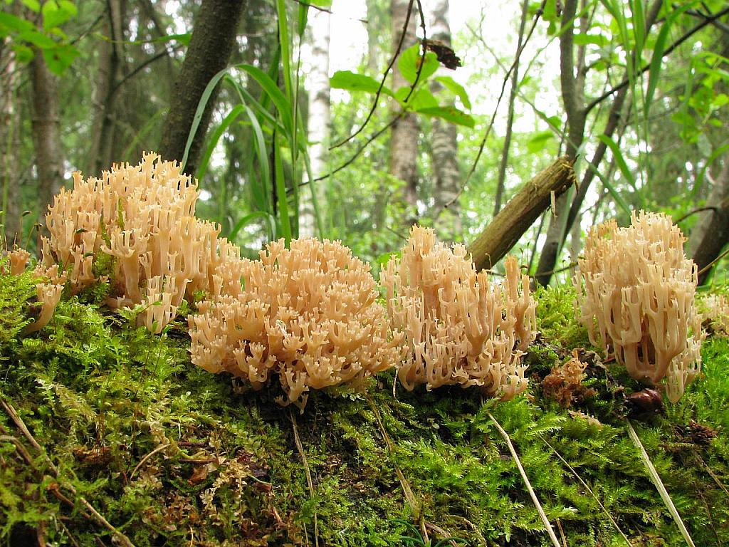 Artomyces pyxidatus