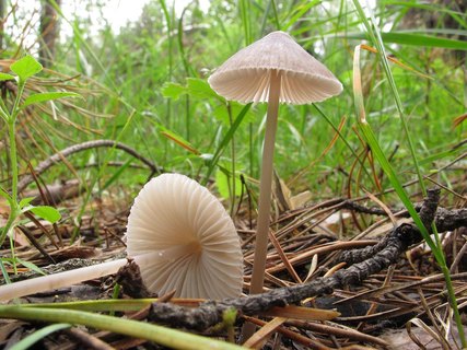 Mycena leptocephala