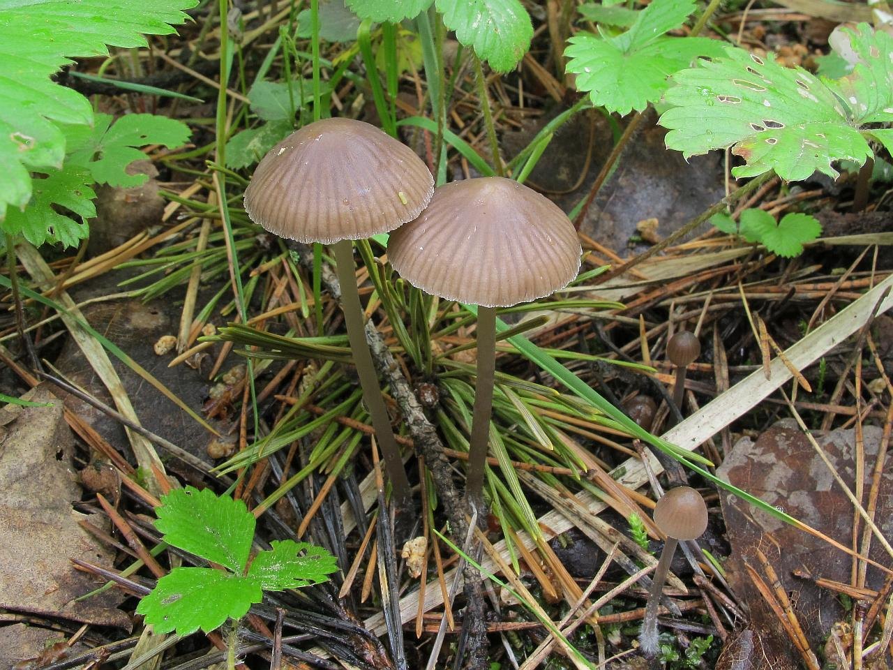 Mycena leptocephala