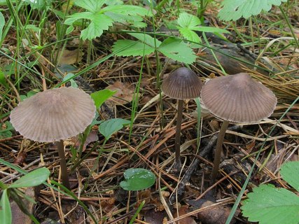 Mycena leptocephala