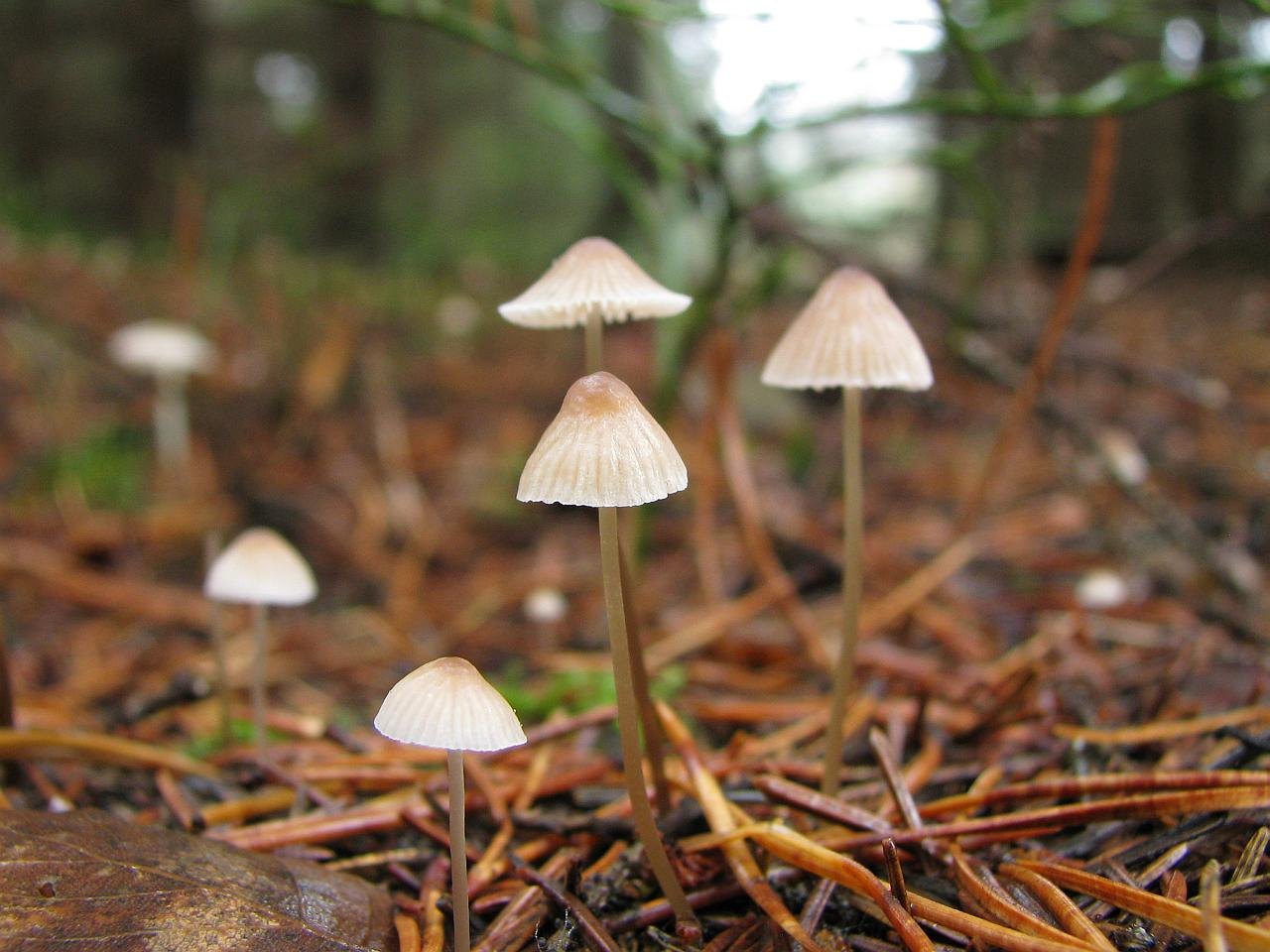 Mycena metata