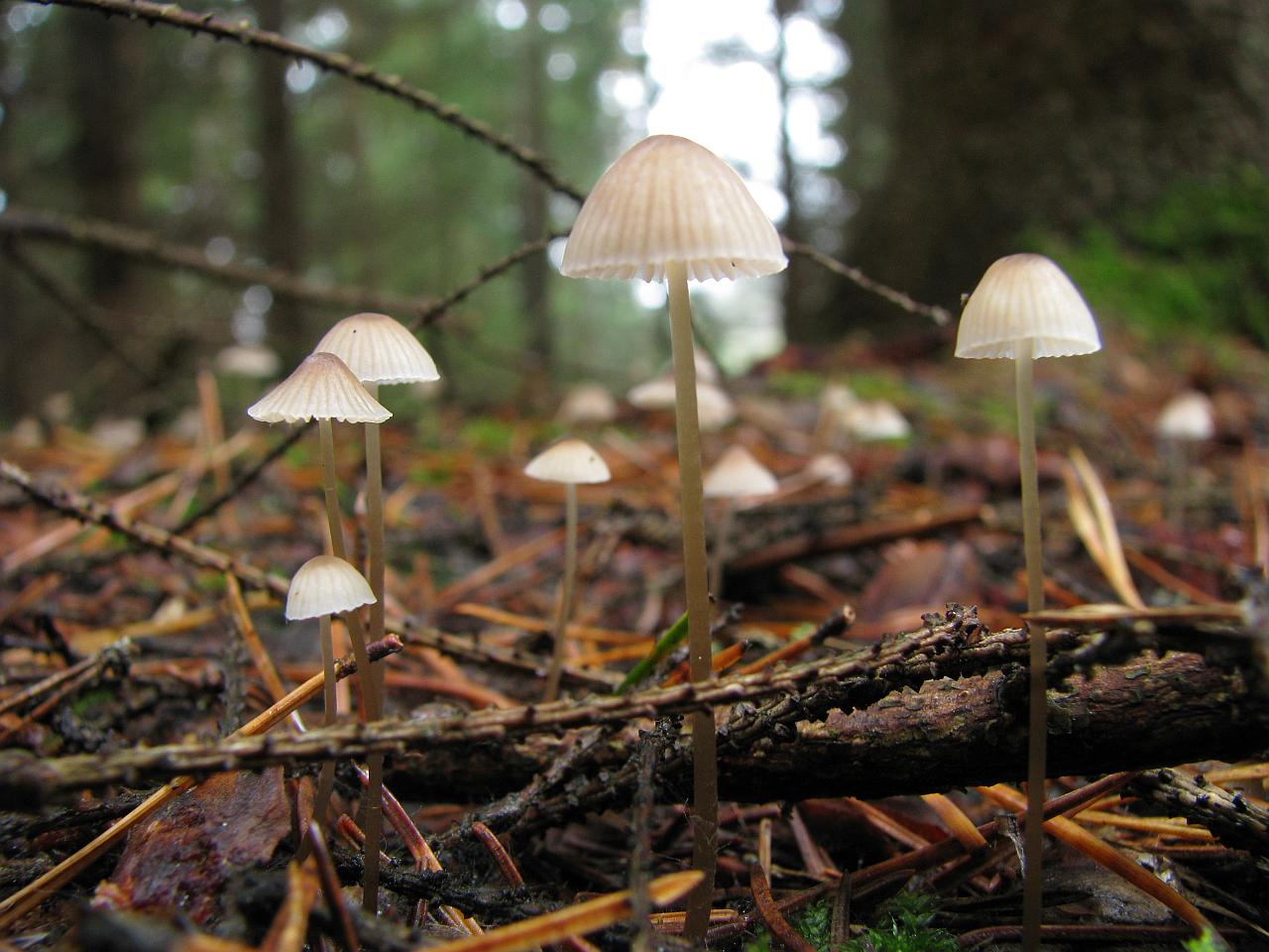 Mycena metata