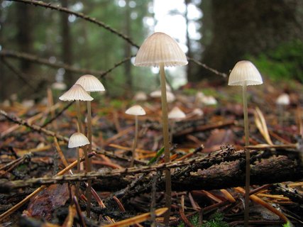 Mycena metata