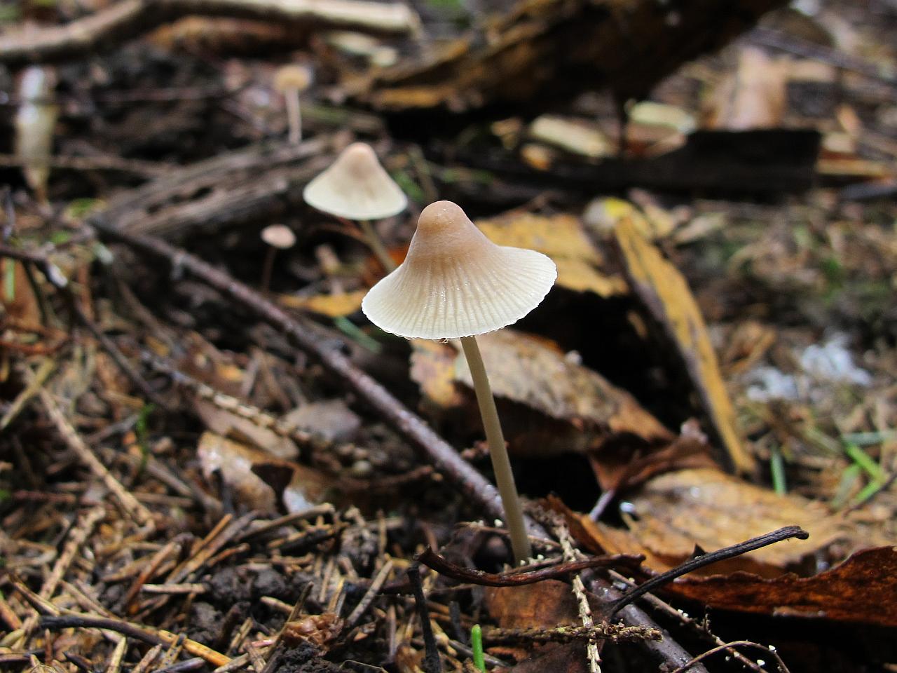 Mycena metata