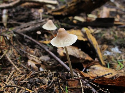 Mycena metata