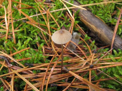 Mycena metata