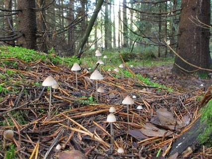 Mycena metata