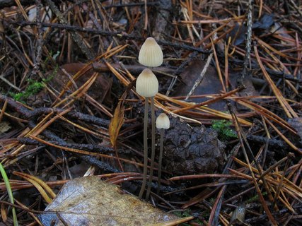 Mycena metata