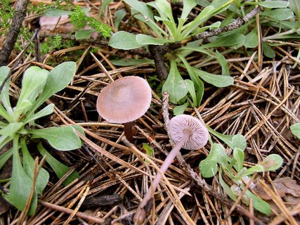 Mycena pura