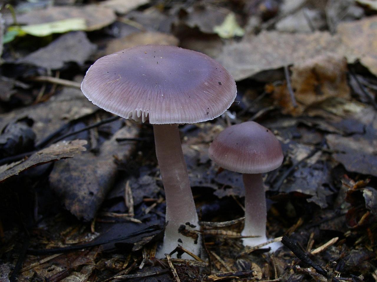 Mycena pura