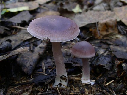 Mycena pura