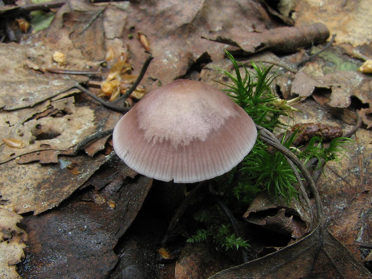 Mycena pura