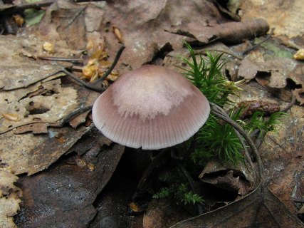 Mycena pura