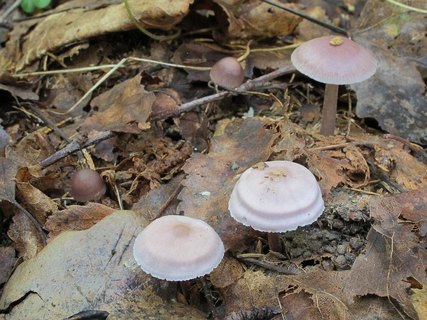 Mycena pura