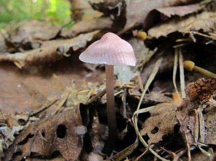 Mycena pura