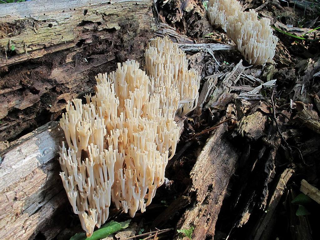 Artomyces pyxidatus