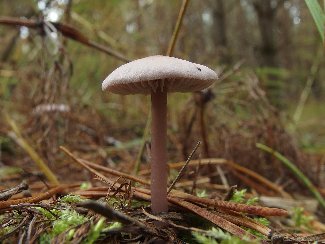 Mycena rosea