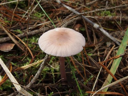 Mycena rosea