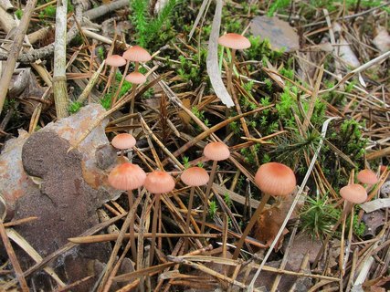 Mycena rosella