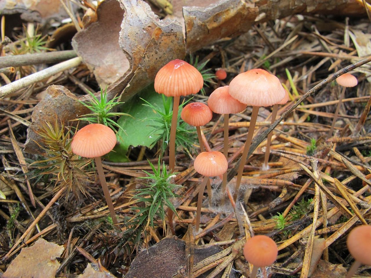 Mycena rosella