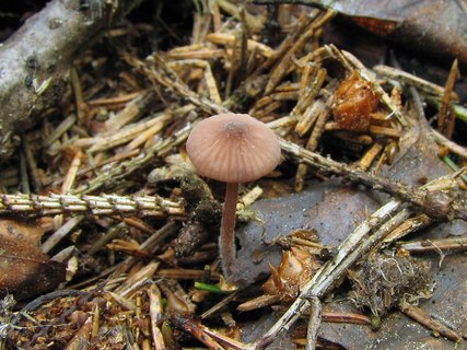 Mycena sanguinolenta