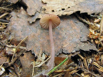 Mycena sanguinolenta
