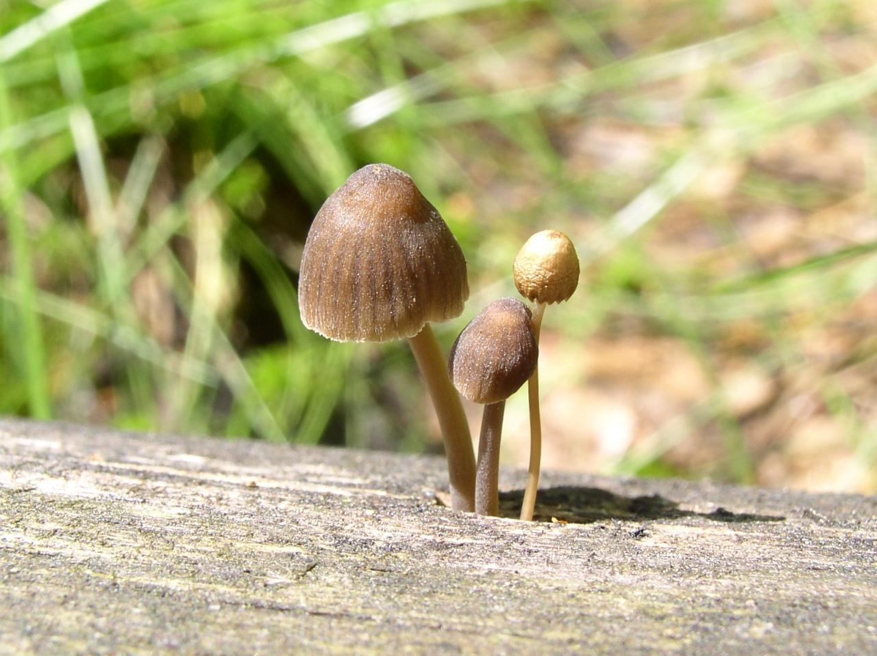 Mycena stipata