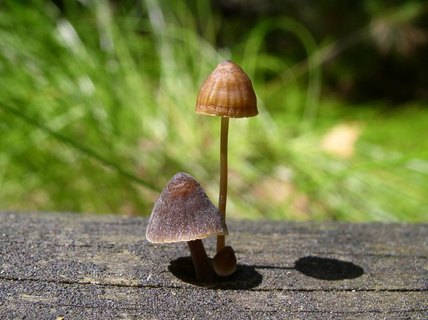 Mycena stipata