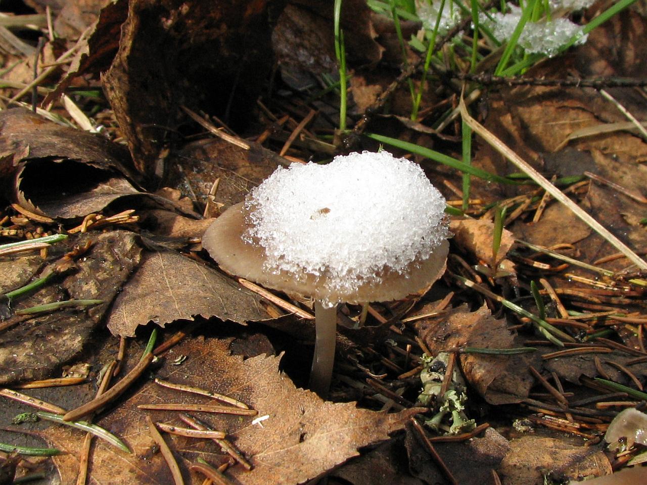 Mycena strobilicola