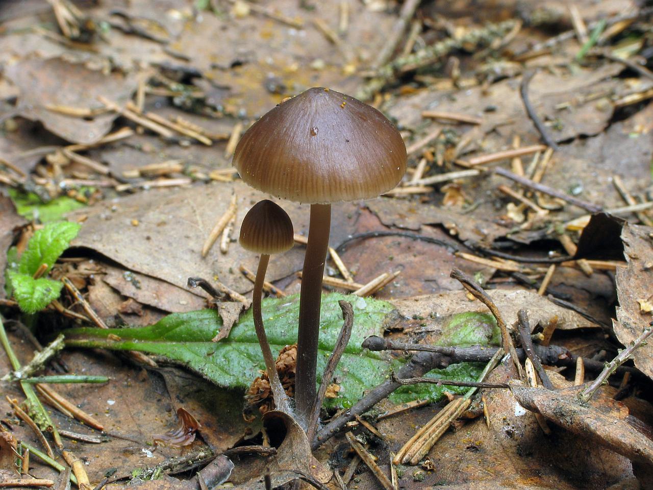 Mycena strobilicola