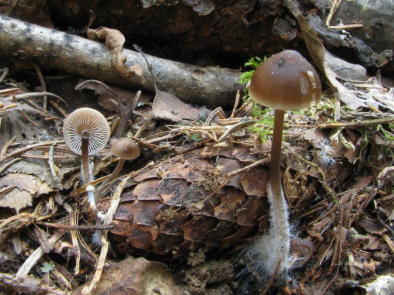 Mycena strobilicola