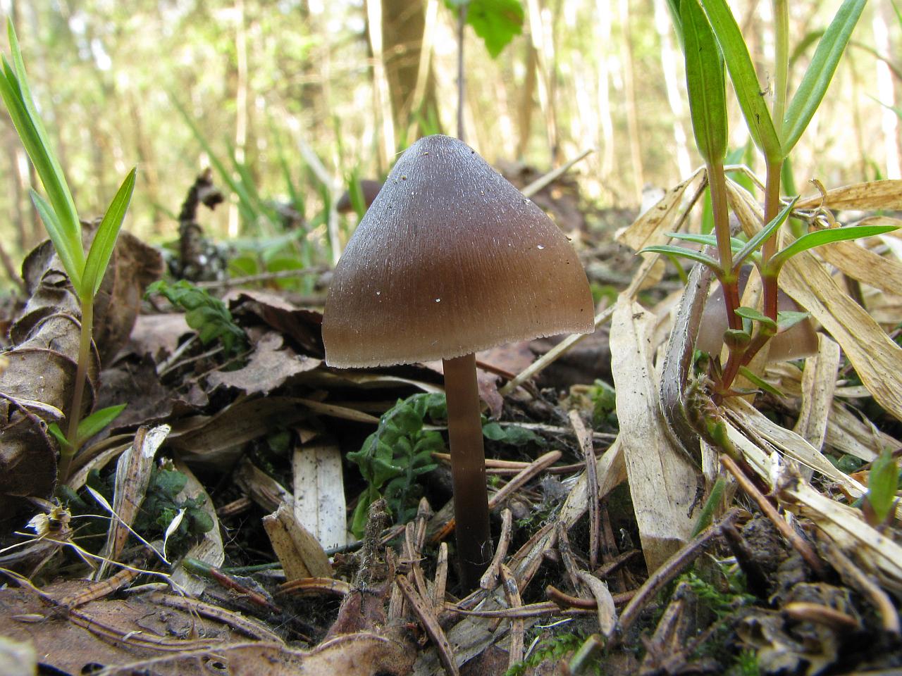 Mycena strobilicola