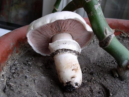 Agaricus bitorquis