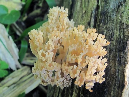 Artomyces pyxidatus