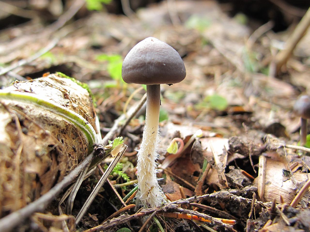 Mycena strobilicola