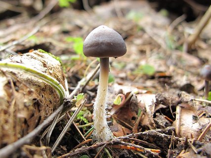 Mycena strobilicola