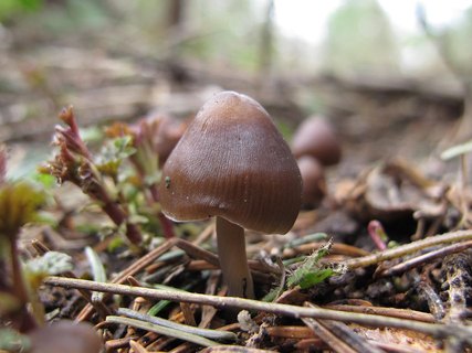 Mycena strobilicola