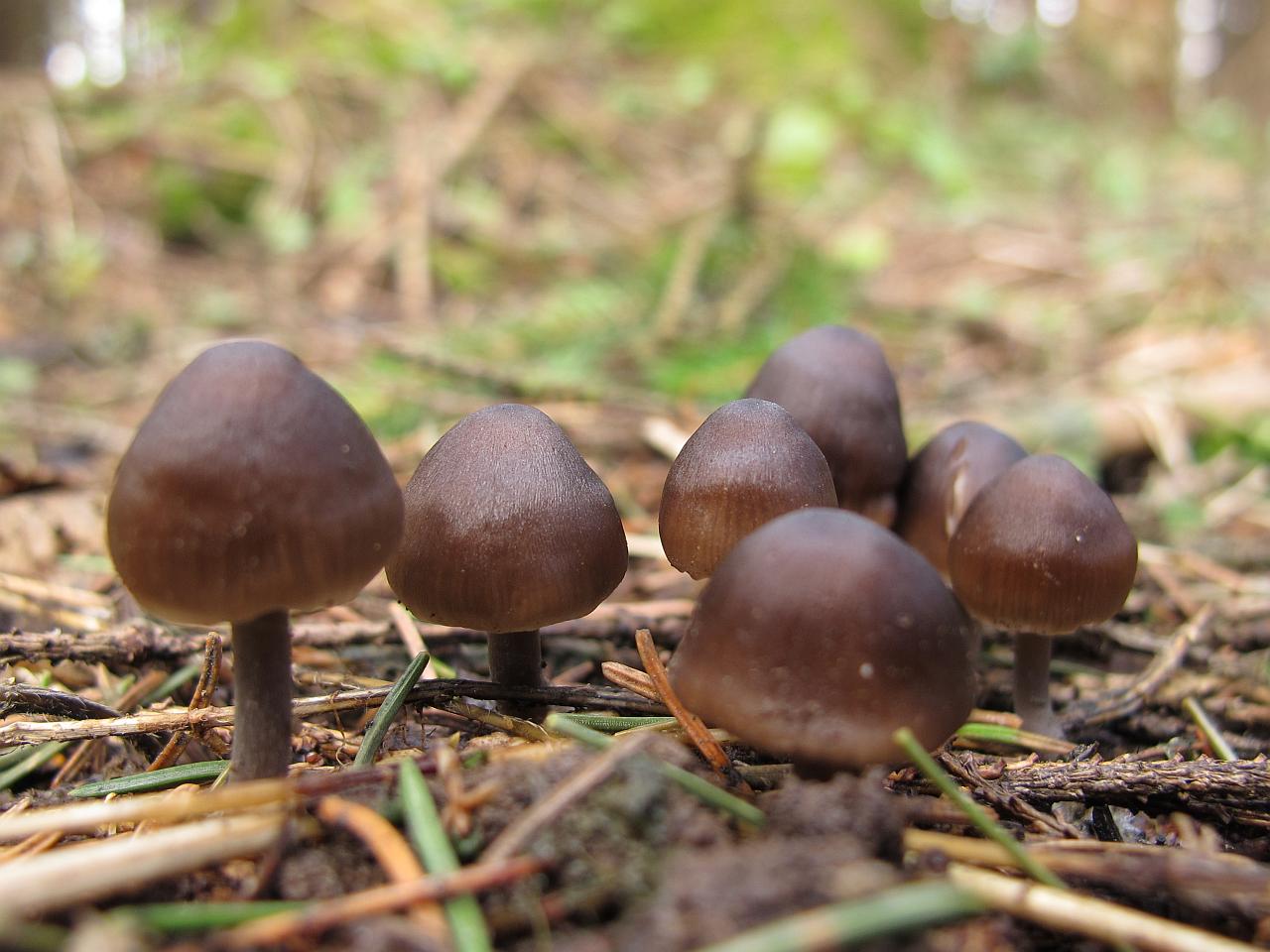 Mycena strobilicola