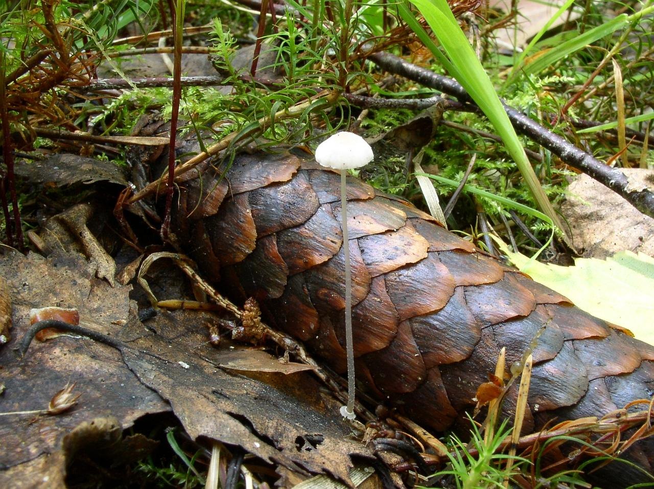 Mycena stylobates