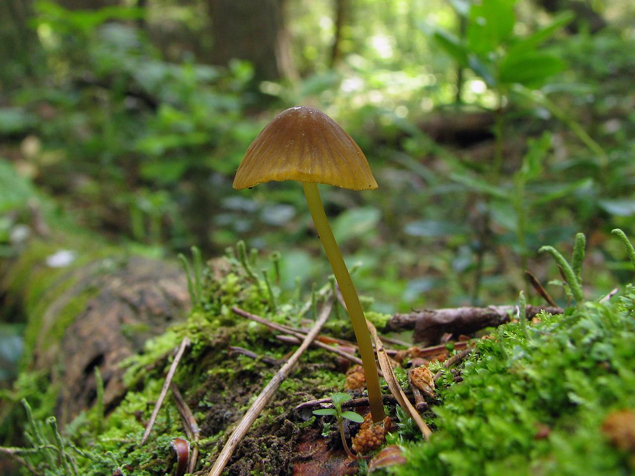 Mycena viridimarginata