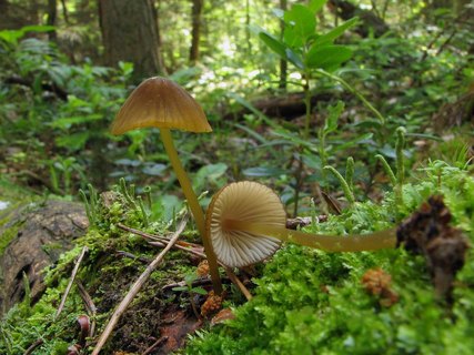 Mycena viridimarginata