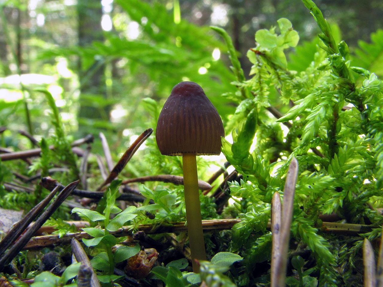 Mycena viridimarginata